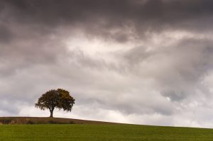 LRPS 4 - Lone Autumn Tree, How Hill, Yorkshire